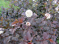 Physocarpus%20opulifolius%20Diabolo%2001%20Bluete.JPG