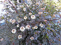 Physocarpus%20opulifolius%20Diabolo%2002%20Bluete.JPG