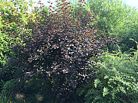 Physocarpus%20opulifolius%20Diabolo%2003%20Solitaer.JPG