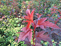 Physocarpus%20opulifolius%20Lady%20In%20Red%20-%20Triebspitze%20hellrot.JPG