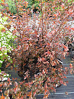 Physocarpus%20opulifolius%20Lady%20In%20Red%2001.JPG