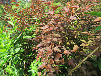 Physocarpus%20opulifolius%20Lady%20In%20Red%2002.JPG