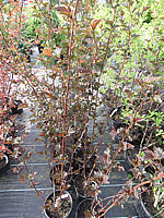 Physocarpus%20opulifolius%20Red%20Baron%2001.JPG