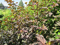 Physocarpus%20opulifolius%20Red%20Baron%2002.JPG