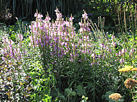 Physostegia%20virginiana%20Vivid.JPG