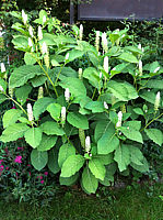Phytolacca%20americana%20-%20Kermesbeere%202.JPG