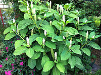 Phytolacca%20americana%20-%20Kermesbeere.JPG