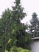 Picea%20abies%20Virgata%2001.JPG
