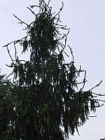 Picea%20abies%20Virgata%2002.JPG
