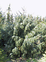 Picea%20breweriana1.JPG