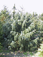 Picea%20breweriana2.JPG