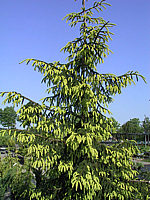 Picea%20orientalis%20Aureospicata%2001.jpg
