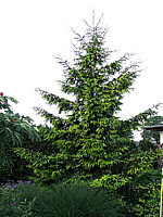 Picea%20orientalis%20Aureospicata%2002.jpg