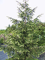 Picea%20orientalis%20Aureospicata%2004.jpg