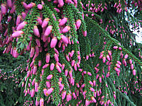 Picea%20orientalis%20Aureospicata%2005%20Blueten.JPG