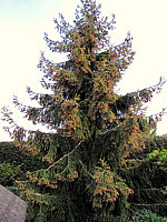 Picea%20orientalis%20Aureospicata%2006%20bluehender%20Sol.JPG