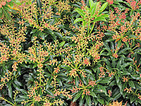 Pieris%20japonica%20Debutante%20-%20Knospen.JPG