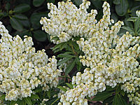 Pieris%20japonica%20Debutante%2001.JPG
