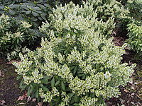 Pieris%20japonica%20Debutante%2002.JPG