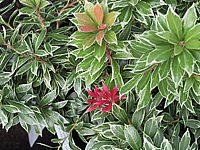 Pieris%20japonica%20Flaming%20Silver.jpg