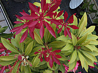 Pieris%20japonica%20Forest%20Flame%20-%20Trieb.jpg