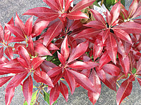 Pieris%20japonica%20Katsura%20-%20Austrieb.JPG