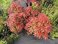 Pieris%20japonica%20Katsura%2002.JPG