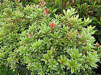 Pieris%20japonica%20Little%20Heath%2001.JPG