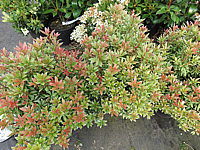 Pieris%20japonica%20Little%20Heath%2002.JPG