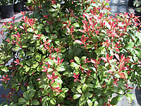 Pieris%20japonica%20Little%20Heath%20Green%20-%20Austrieb.jpg