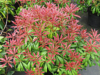 Pieris%20japonica%20Mountain%20Fire%20-%20Austrieb01.JPG