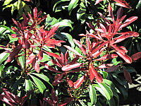 Pieris%20japonica%20Mountain%20Fire%20-%20Austrieb02.JPG