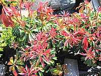 Pieris%20japonica%20Mountain%20Fire%20-%20Austrieb03.JPG