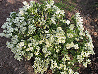 Pieris%20japonica%20Purity%2001.JPG