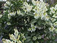 Pieris%20japonica%20Purity%2002.jpg