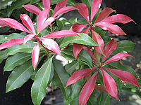 Pieris%20japonica%20Red%20Mill%20-%20Austrieb.jpg