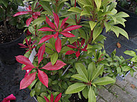 Pieris%20japonica%20Red%20Mill%2001.jpg
