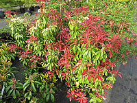 Pieris%20japonica%20Red%20Mill%2002.JPG