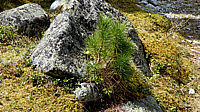 Pinus%20cembra%2002.jpg