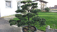 Pinus%20contorta%20-%20Bonsai%202m%2003.JPG