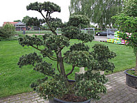 Pinus%20contorta%20-%20Bonsai%202m%20im%20Austrieb.JPG