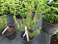 Pinus%20contorta%20Spaan's%20Dwarf%2001.JPG