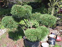 Pinus%20densiflora%20Pumila%20-%20Bonsai1.JPG