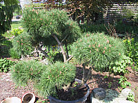 Pinus%20densiflora%20Pumila%20-%20Bonsai2.JPG