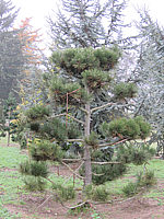Pinus%20leucodermis%20-%20Bonsai%2001.JPG