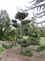 Pinus%20leucodermis%20-%20Bonsai%2002.JPG