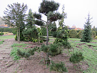 Pinus%20leucodermis%20-%20Bonsai%2003.JPG