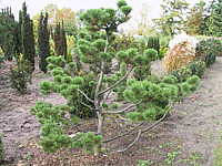 Pinus%20mugo%20-%20Bonsai%202m.JPG