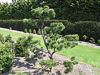 Pinus%20mugo%20-%20Bonsai1.JPG