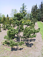 Pinus%20mugo%20-%20Bonsai2.JPG